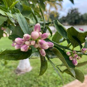 Meet your Posher, Janis